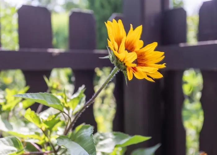 度假居 Domizil Am Park Sanssouci *